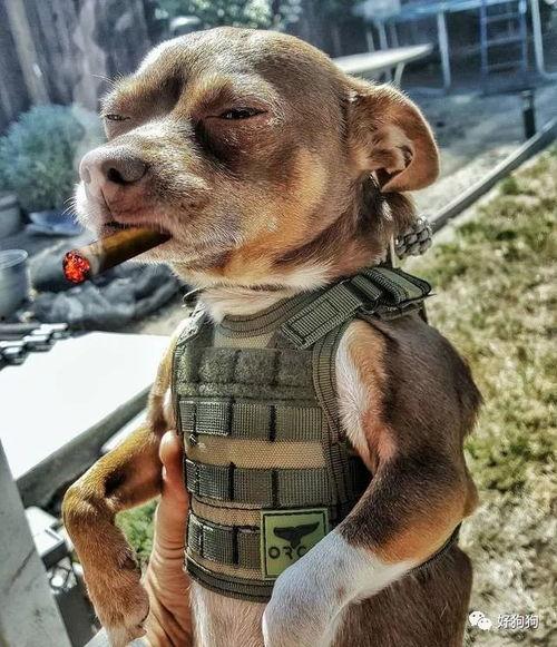 娱乐吃瓜汪星人是谁,网络红星的崛起之路